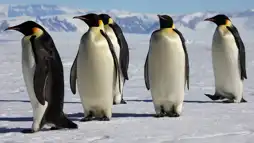 Watch and Download March of the Penguins 2