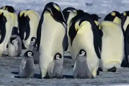 Watch and Download March of the Penguins 5