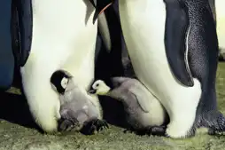 Watch and Download March of the Penguins 8