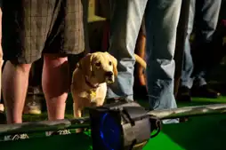 Watch and Download Marley & Me: The Puppy Years 6