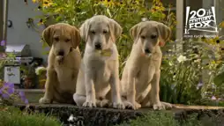 Watch and Download Marley & Me: The Puppy Years 9