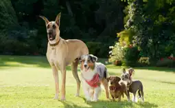 Watch and Download Marmaduke 6