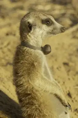 Watch and Download Meerkat Manor: The Story Begins 5