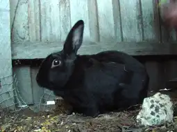 Watch and Download My Rabit Hoppy 2