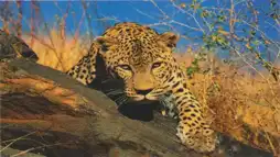 Watch and Download Natural Killers Predators Close Up: Kalahari Supercat 1