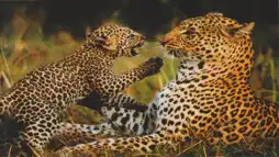 Watch and Download Natural Killers Predators Close Up: Kalahari Supercat 2