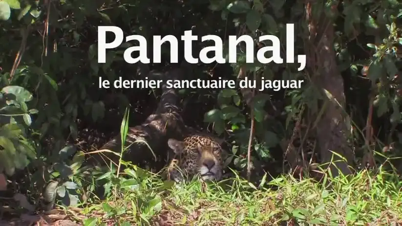 Watch and Download Pantanal, le dernier sanctuaire du jaguar 1