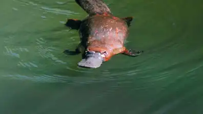 Watch and Download Platypus: World's Strangest Animal 1