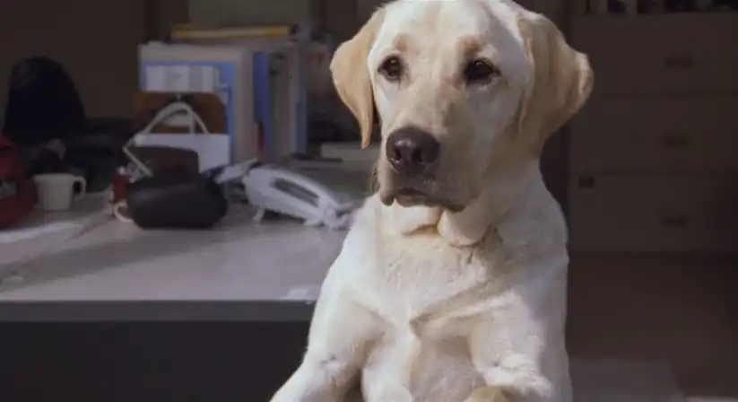 Watch and Download Quill: The Life of a Guide Dog 16