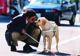 Watch and Download Quill: The Life of a Guide Dog 5