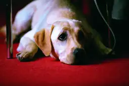 Watch and Download Quill: The Life of a Guide Dog 6