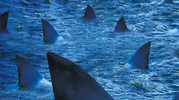 Watch and Download Raging Sharks 2