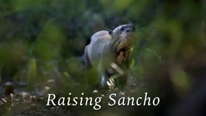 Watch and Download Raising Sancho 1