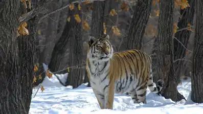 Watch and Download Russia - In the Realm of Tigers, Bears and Volcanoes 1