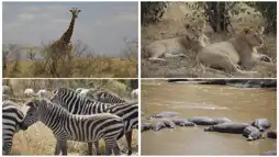 Watch and Download Safari: Africa 1