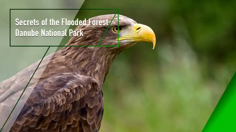 Watch and Download Secrets of the Flooded Forest - Danube National Park 1