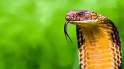 Watch and Download Secrets of the King Cobra 1