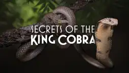 Watch and Download Secrets of the King Cobra 3