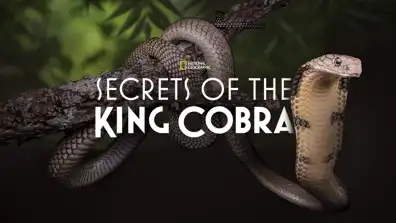 Watch and Download Secrets of the King Cobra 4