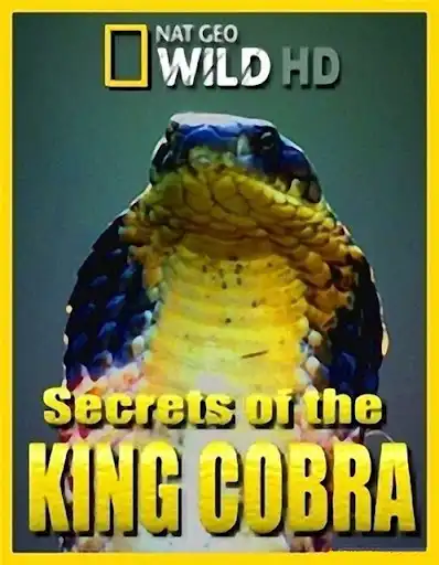 Watch and Download Secrets of the King Cobra 5