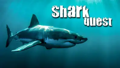 Watch and Download Shark Quest 1