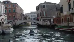 Watch and Download Sharks in Venice 5