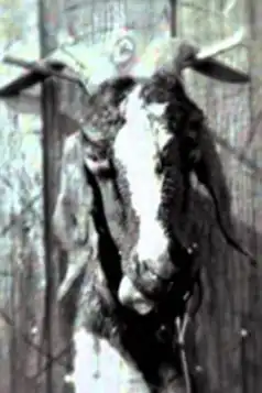 Watch and Download Slipknot: Goat