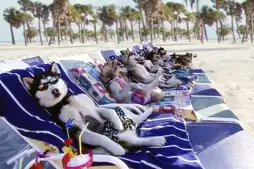 Watch and Download Snow Dogs 9