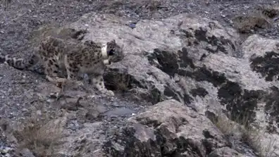 Watch and Download Snow Leopard: Beyond the Myth 1