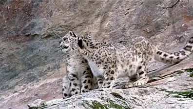 Watch and Download Snow Leopard: Beyond the Myth 2