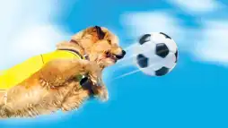 Watch and Download Soccer Dog 2: European Cup 1