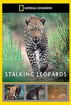 Watch and Download Stalking Leopards