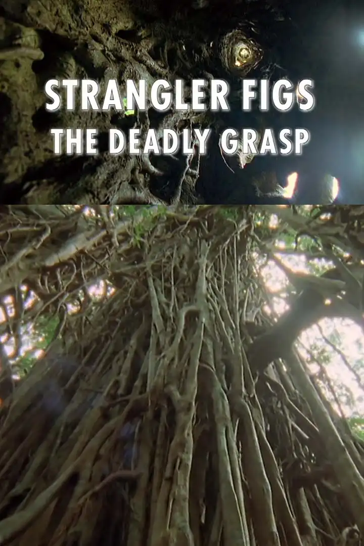 Watch and Download Strangler Figs: The Deadly Grasp 1