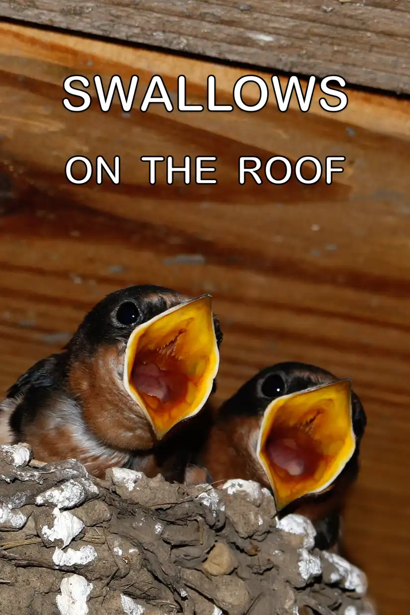 Watch and Download Swallows on the Roof 1