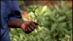 Watch and Download Taking Root: The Vision of Wangari Maathai 2