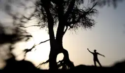 Watch and Download The Akram Tree 8