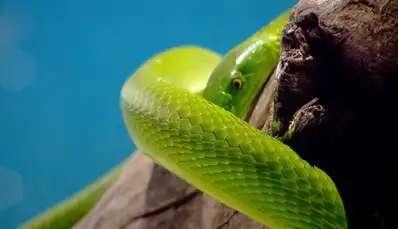 Watch and Download The Beauty of Snakes 10