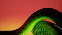 Watch and Download The Beauty of Snakes 6