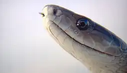 Watch and Download The Beauty of Snakes 9