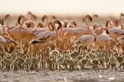 Watch and Download The Crimson Wing: Mystery of the Flamingos 11