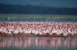 Watch and Download The Crimson Wing: Mystery of the Flamingos 5