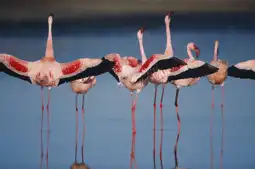 Watch and Download The Crimson Wing: Mystery of the Flamingos 6