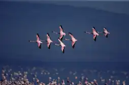 Watch and Download The Crimson Wing: Mystery of the Flamingos 8