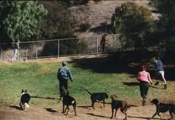 Watch and Download The Dogwalker 5