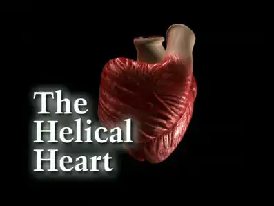 Watch and Download The Helical Heart 8