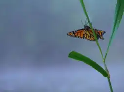 Watch and Download The Incredible Journey of the Butterflies 2