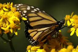 Watch and Download The Incredible Journey of the Butterflies 3