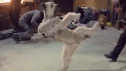 Watch and Download The Karate Dog 1