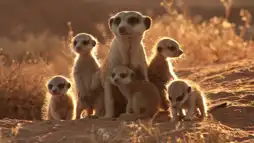 Watch and Download The Meerkats 1