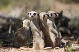 Watch and Download The Meerkats 5